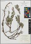 Foto von Salix repens L.
